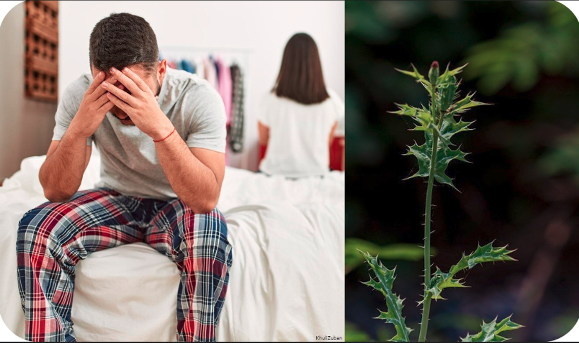 मर्दाना कमज़ोरी, बांझपन की दवा, सत्यानाशी पौधा