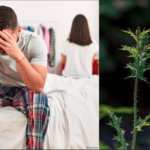 मर्दाना कमज़ोरी, बांझपन की दवा, सत्यानाशी पौधा